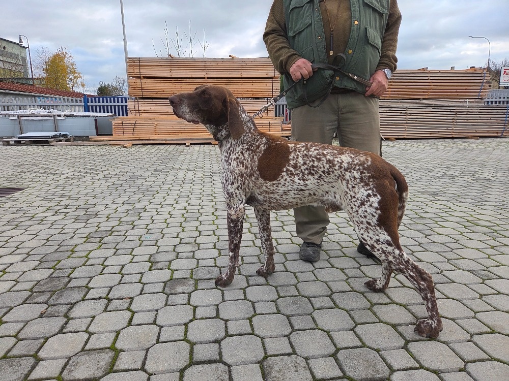 Německý ohař krátkosrstý