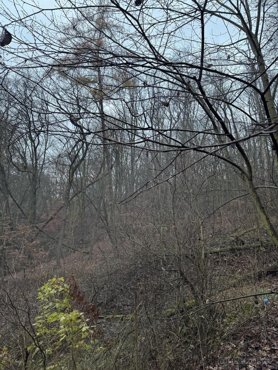 Prodáme lesní pozemek v k.ú. Dobětice