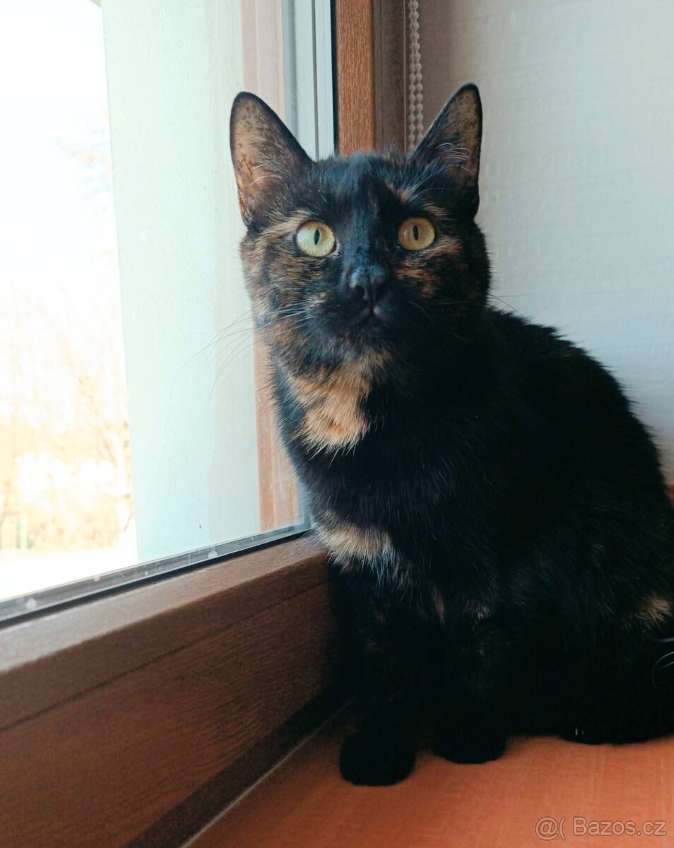 ZUZANKA - kastrovaná kočička 2 roky