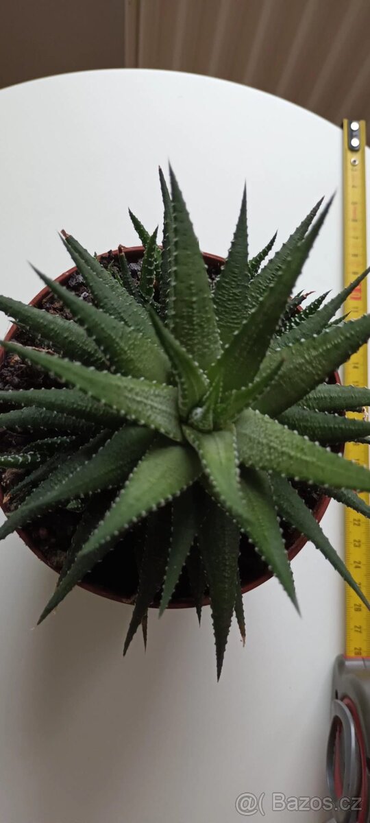 HAWORTHIA