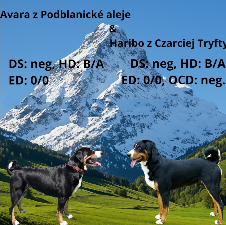 Štěně Appenzellský salašnický pes