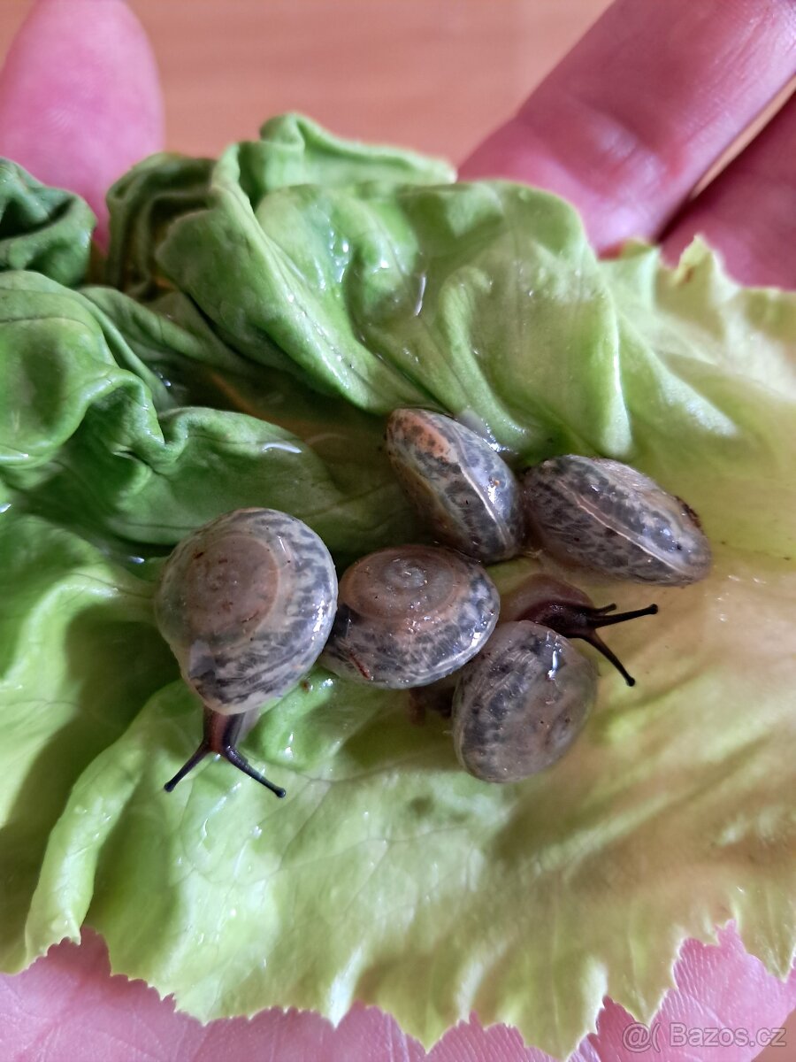 Africký šnek Pleurodonte Isabela Barbados blue shell