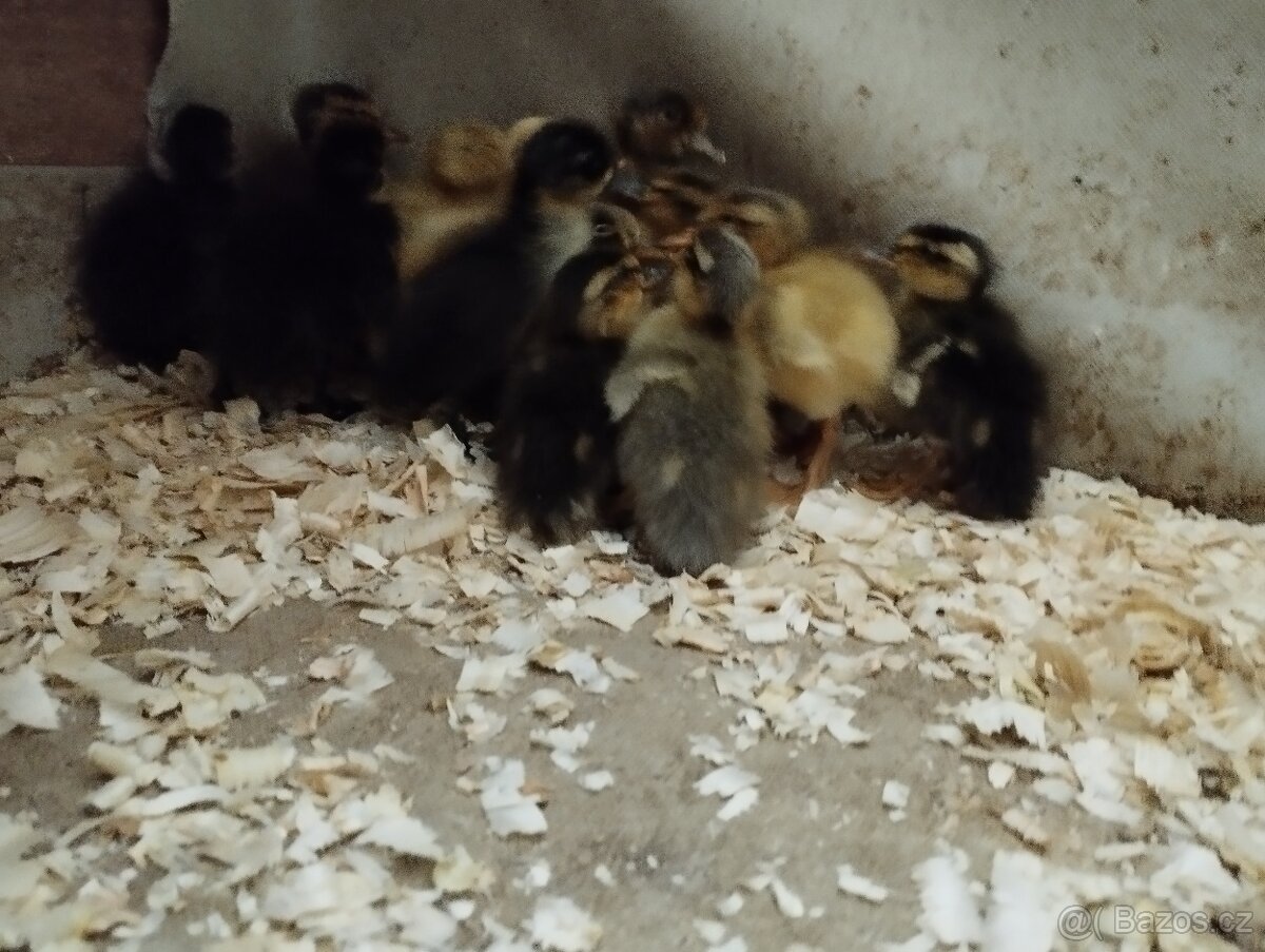 Kachny - indický bezec kachňata