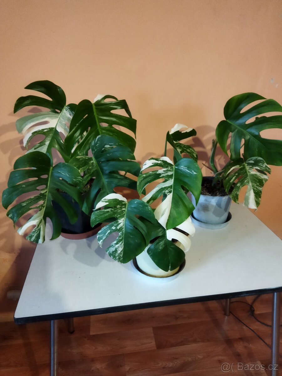 Monstera deliciosa variegata