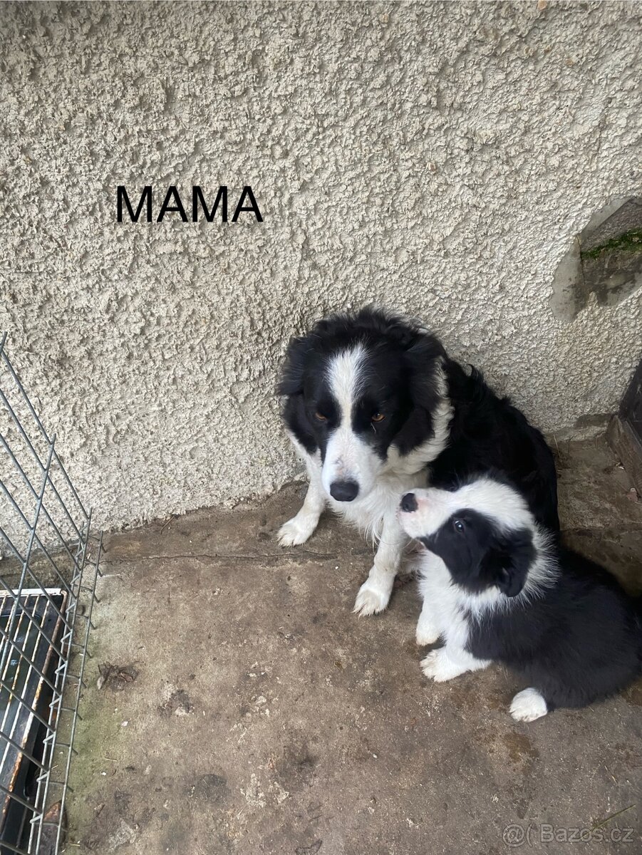 Štěňátka Border Kolie