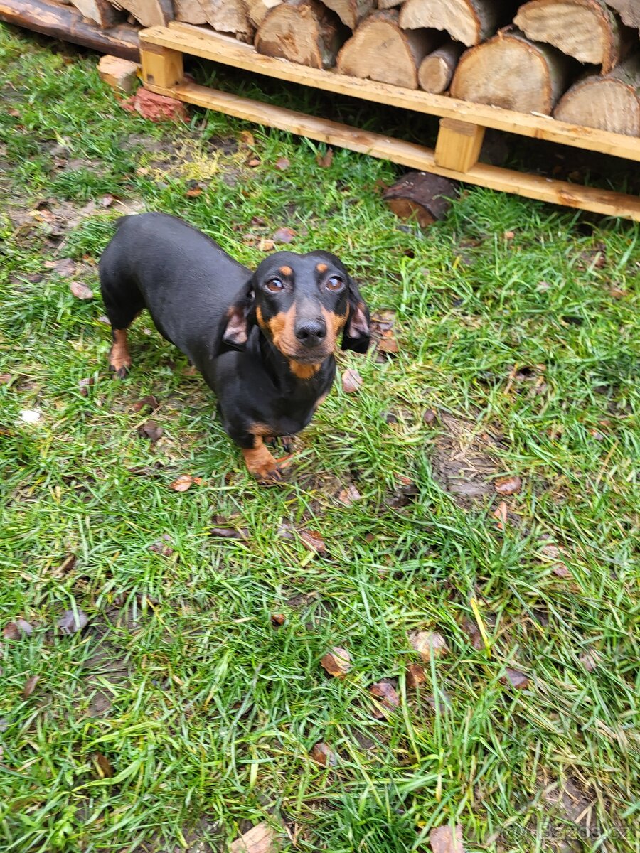 Jezevčík standard hladkosrstý fena