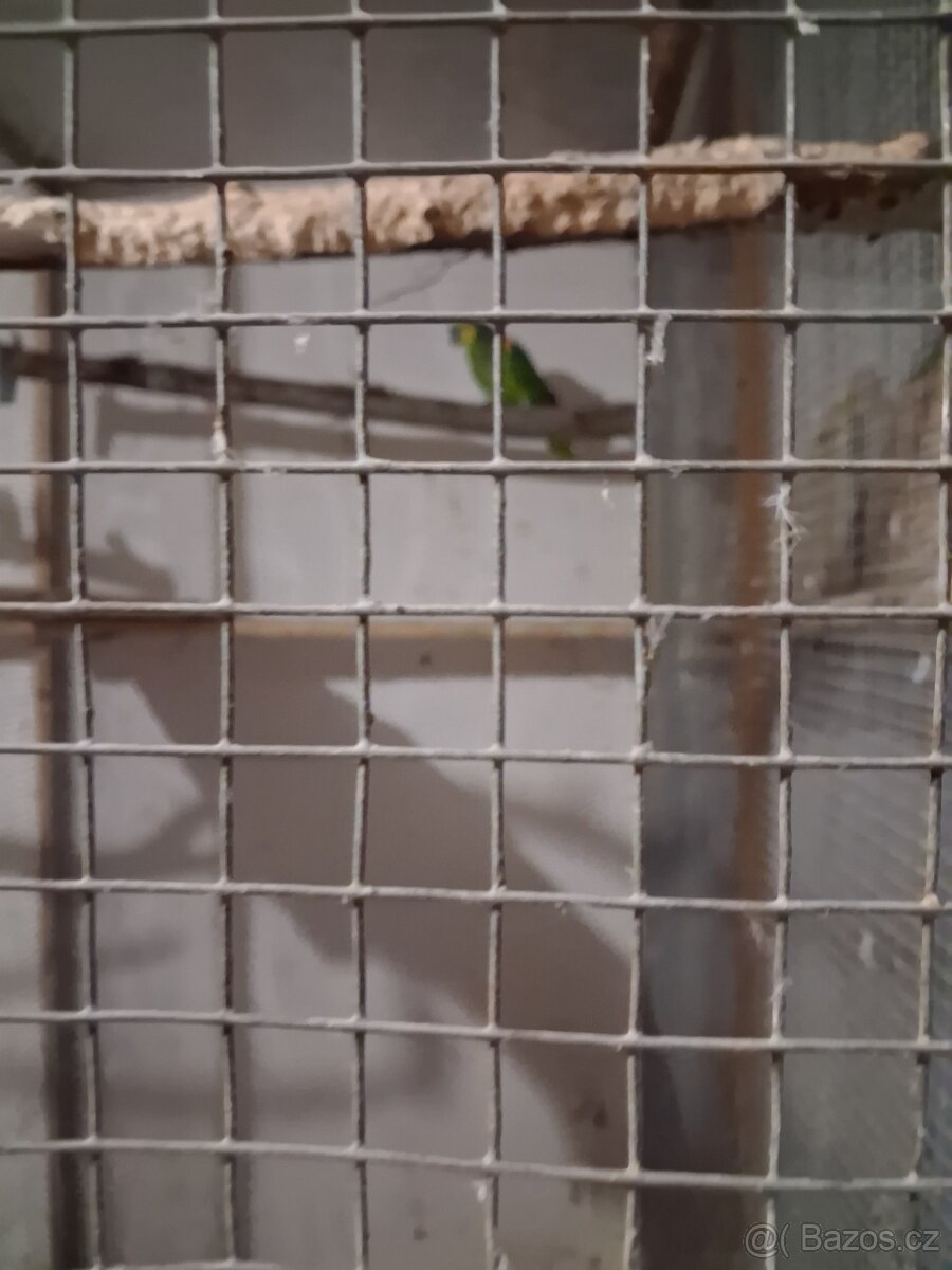 Amazoňan modročely