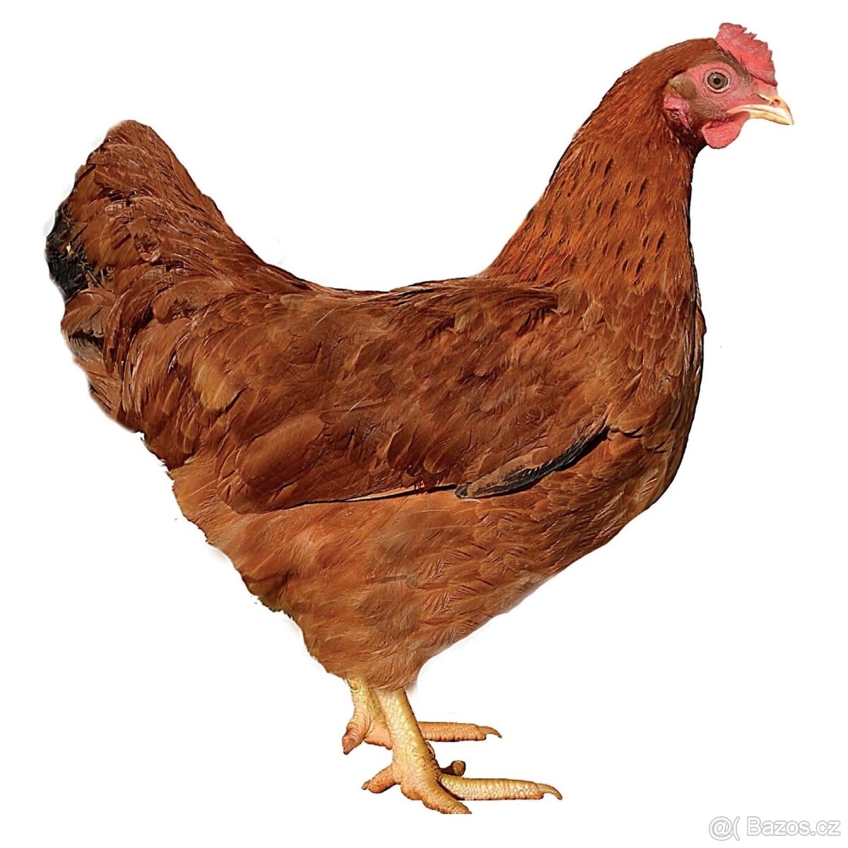 slepice ve snášce