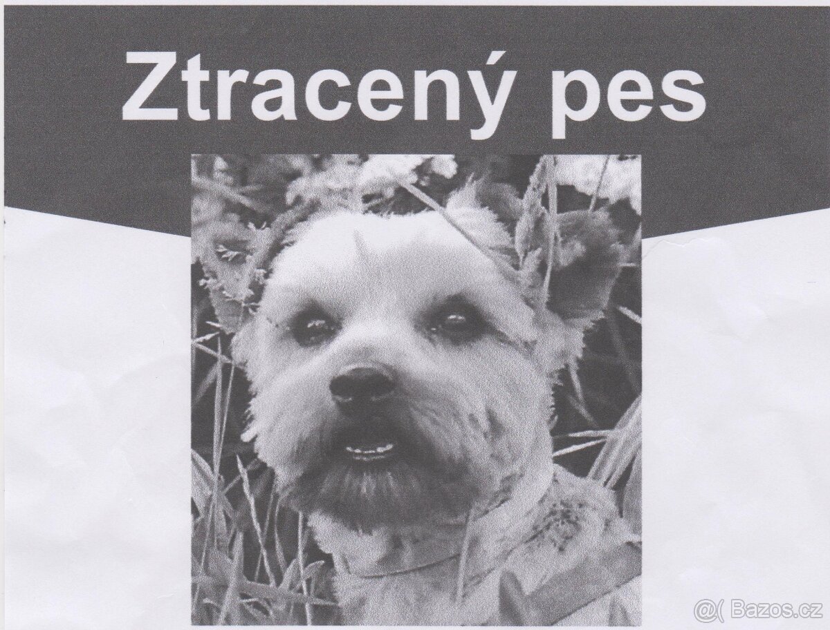 VÝZVA