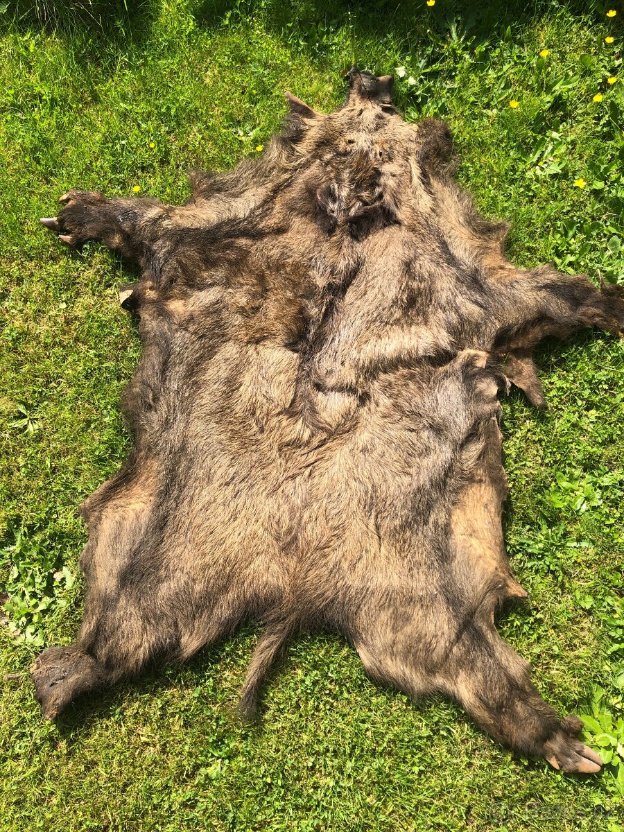 Kůže z divočáka