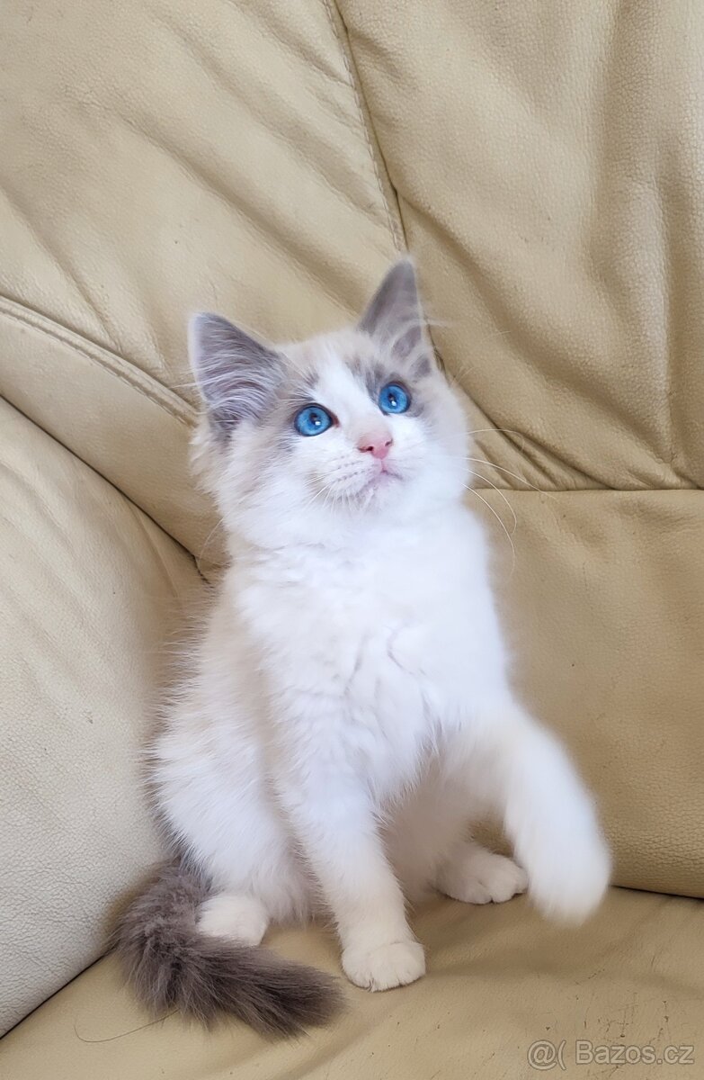Ragdoll Blue bicolor