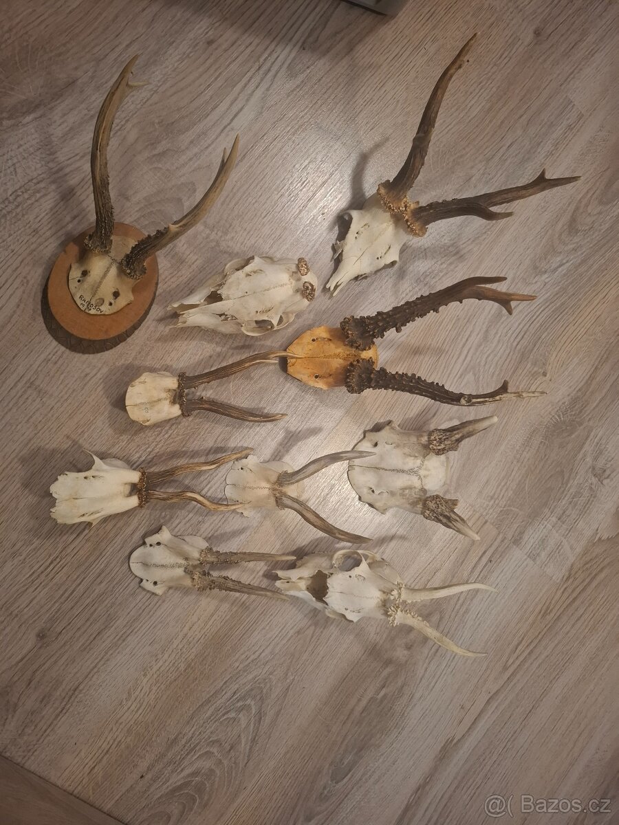Srnčí trofeje
