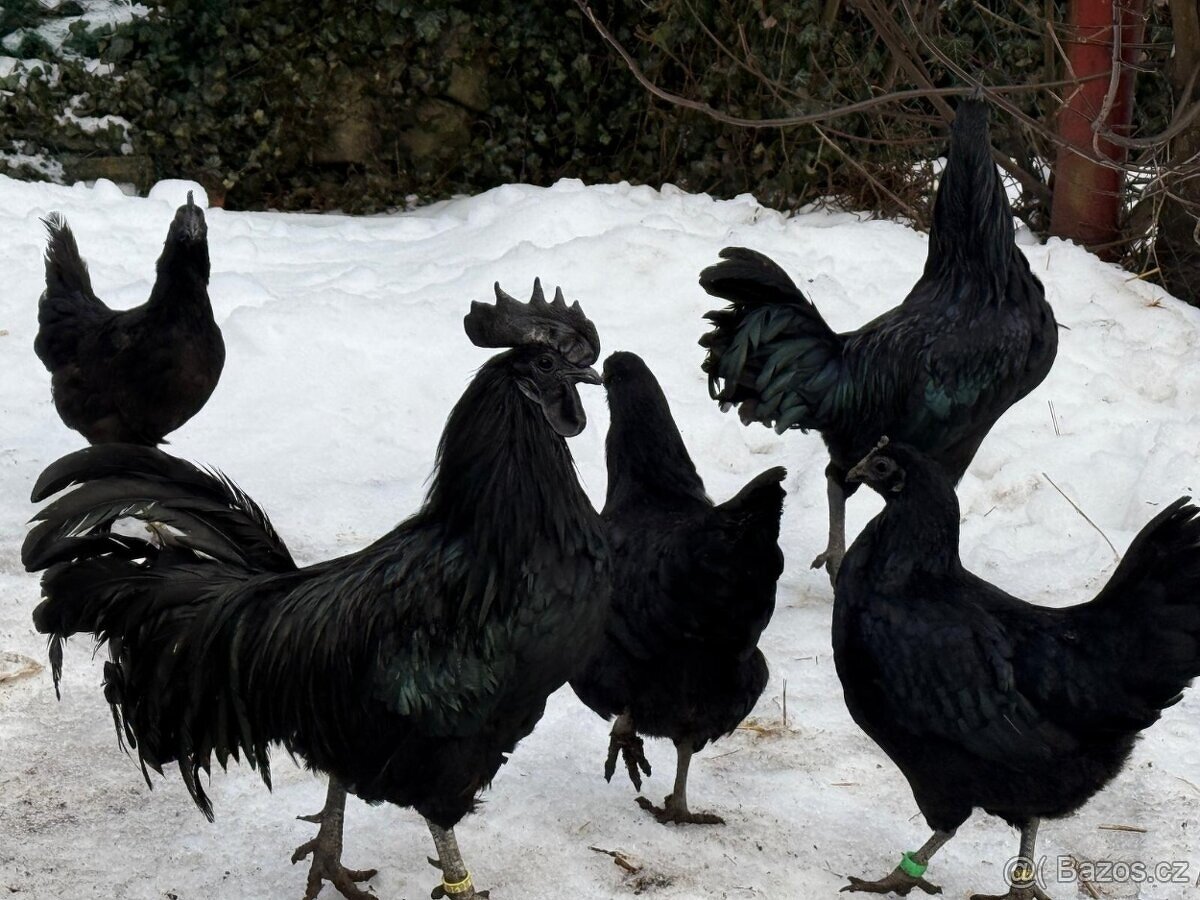Ayam Cemani - násadová vejce-kuřátka Cemanská slepice NV