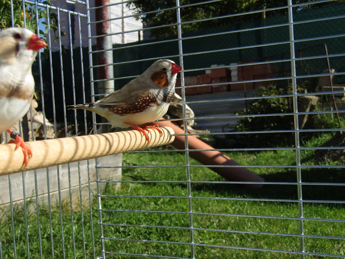 Samec výstavní zebřičky
