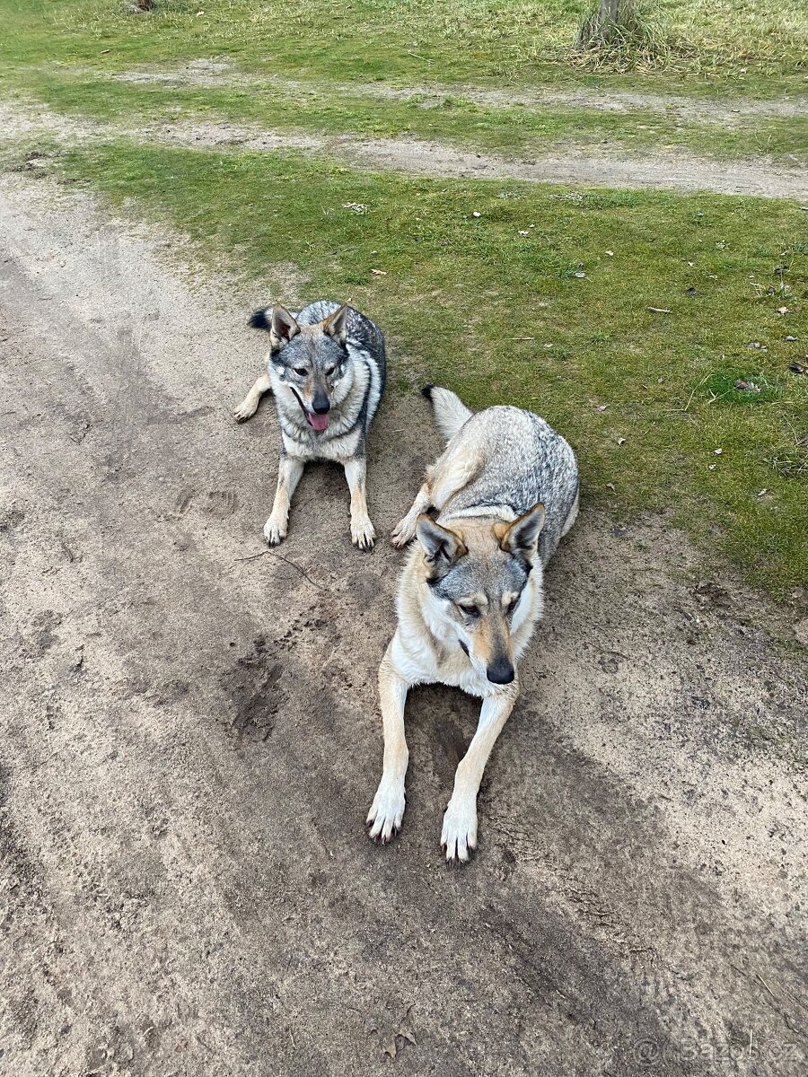 Československý vlčák štěňata