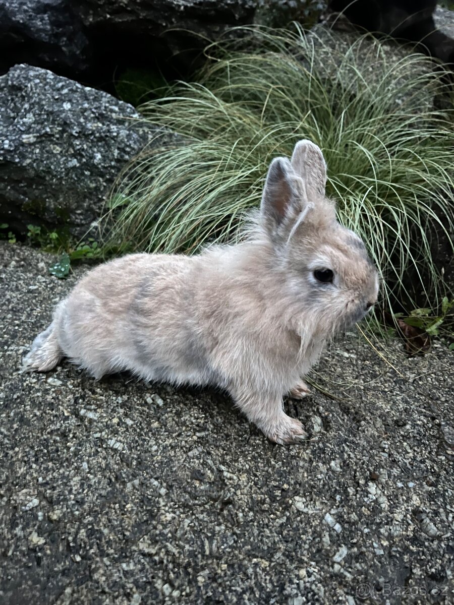Zakrslý králík - Teddy 🐇 holčička ❤️