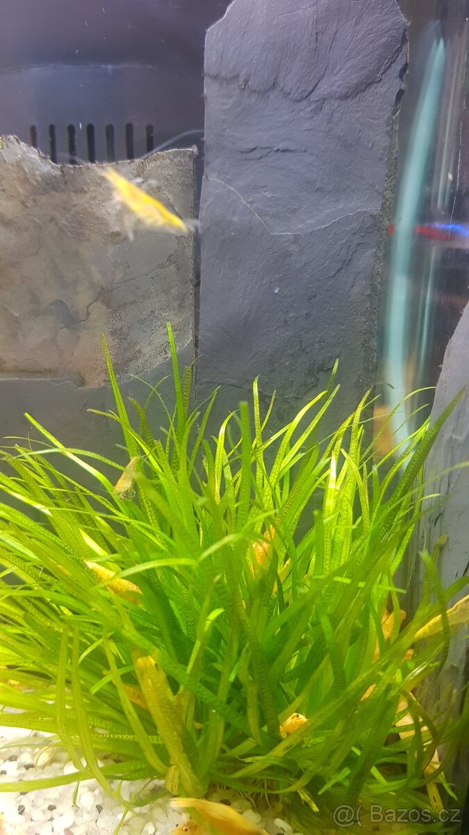 Zlaté krevetky - Neocaridina Yellow Fire