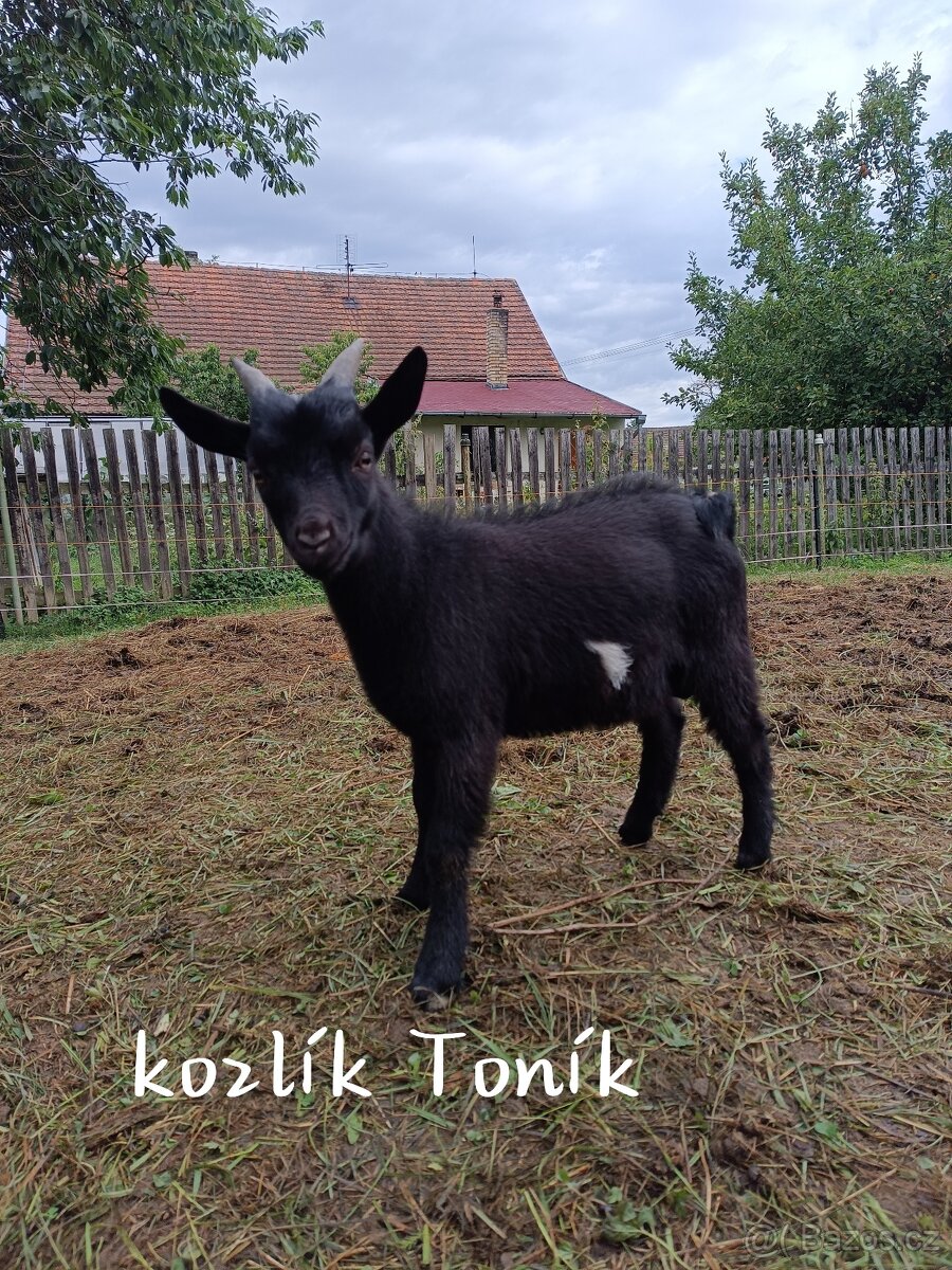 Holandská zakrslá koza