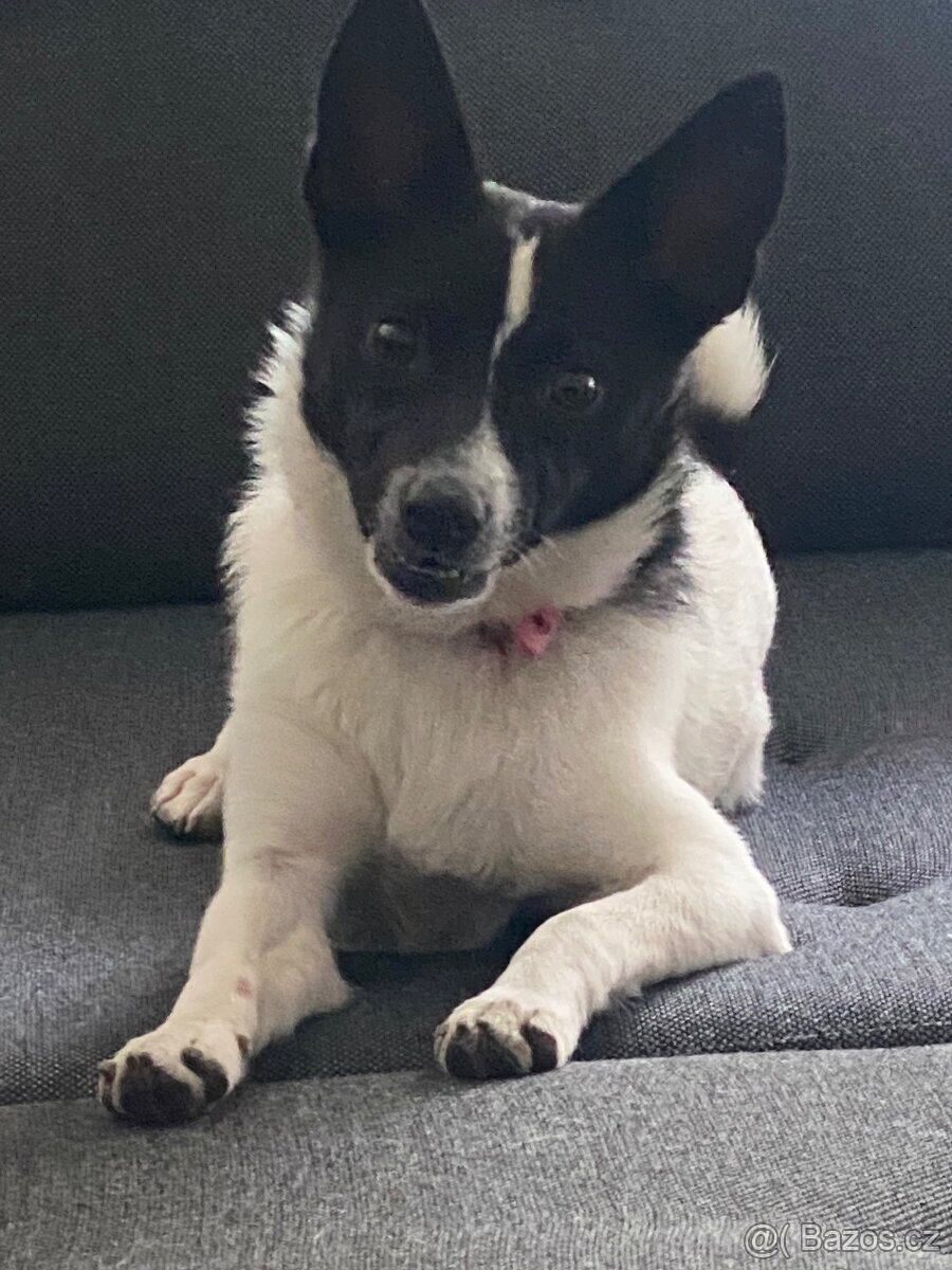 Border kolie štěně 4 měsíční holčička 🐕