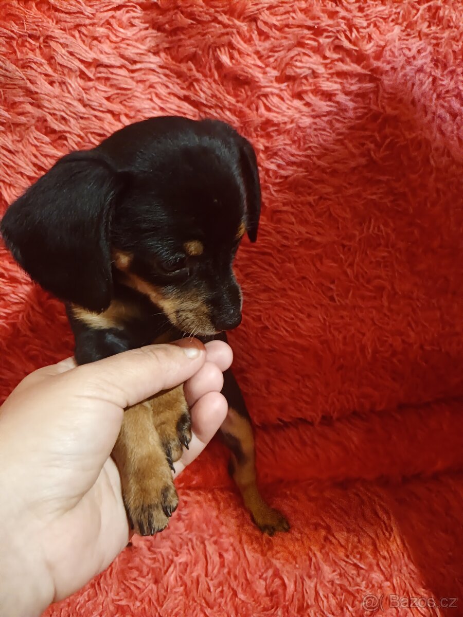 Jezevčík trpasličí