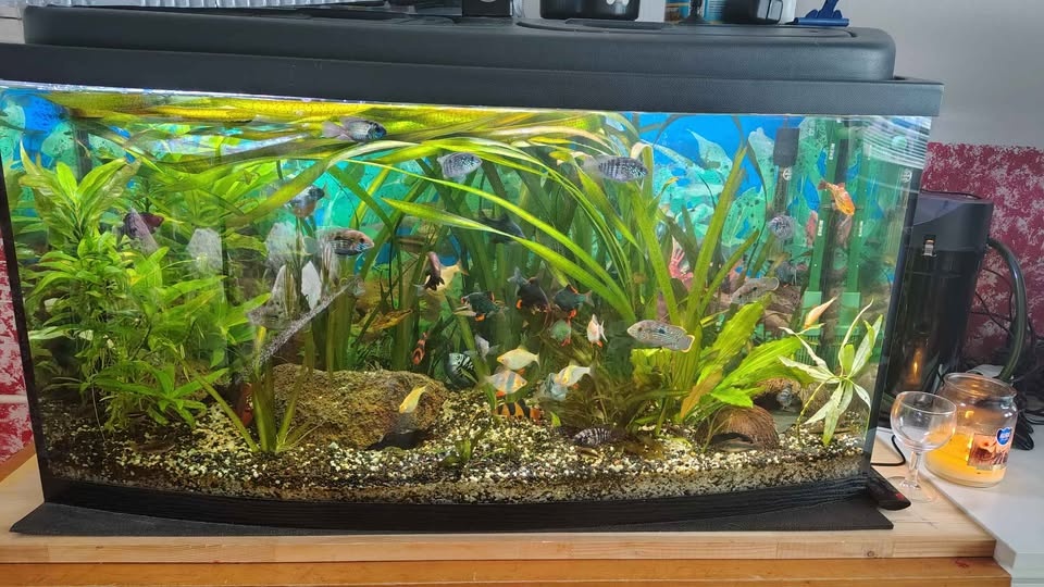 Akvárium vypouklé 200l Set