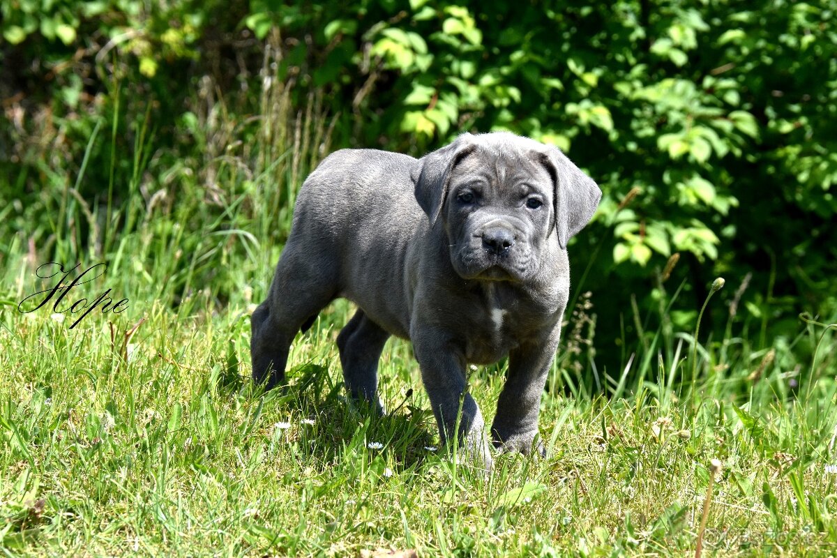 Cane Corso štěňata s FCI PP