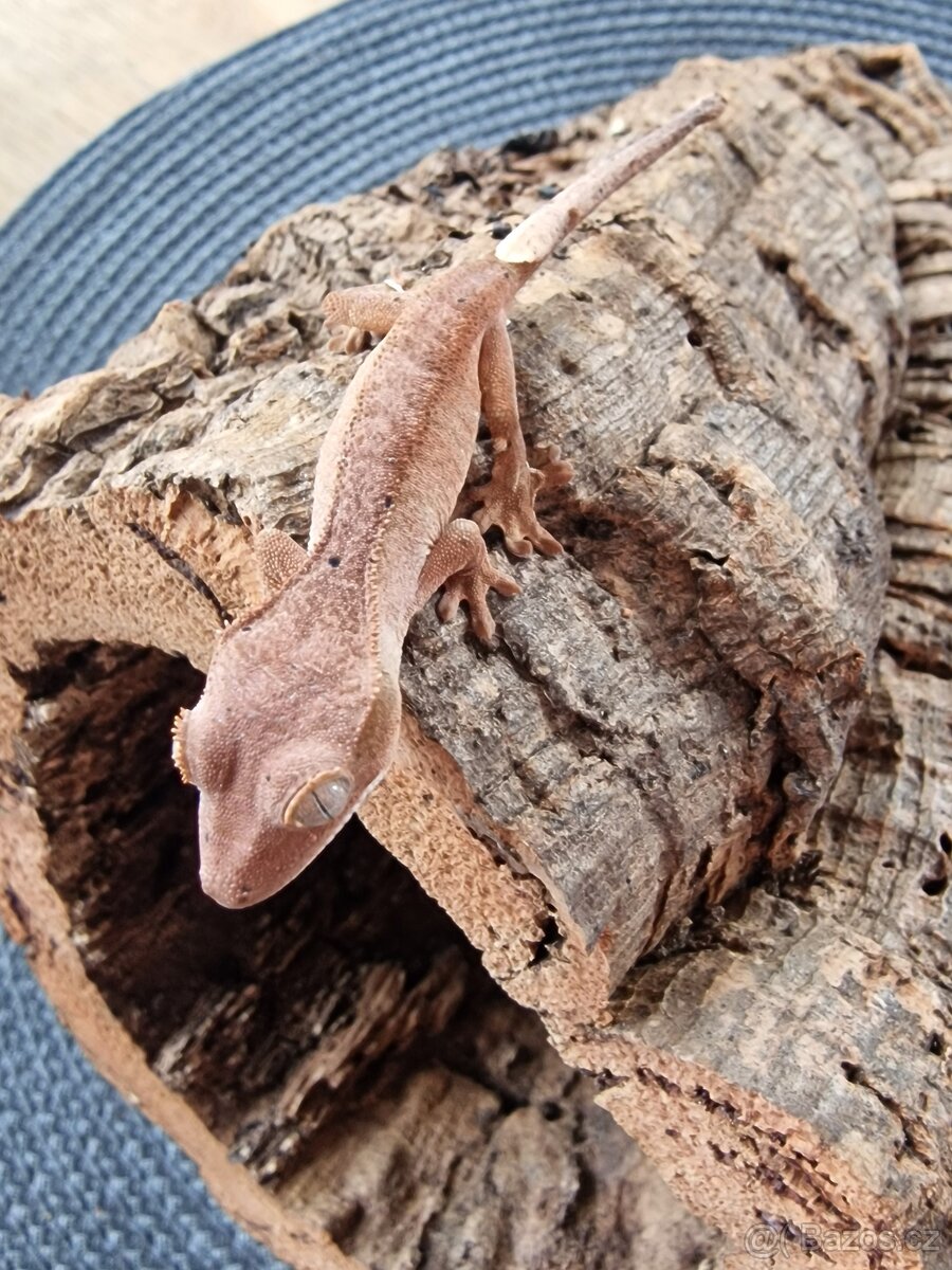 Pagekon řasnatý Correlophus ciliatus
