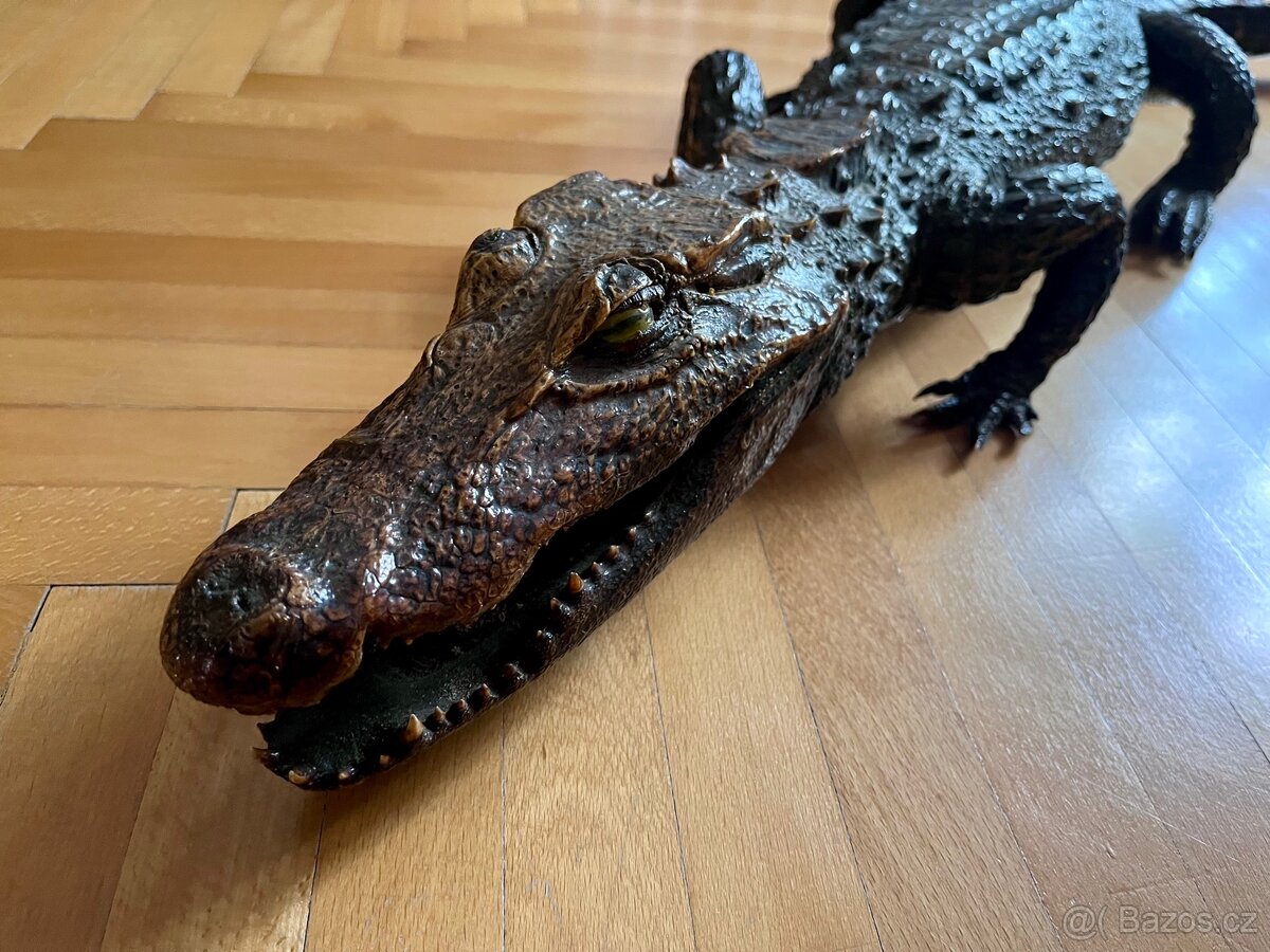 Pravý vycpaný krokodýl
