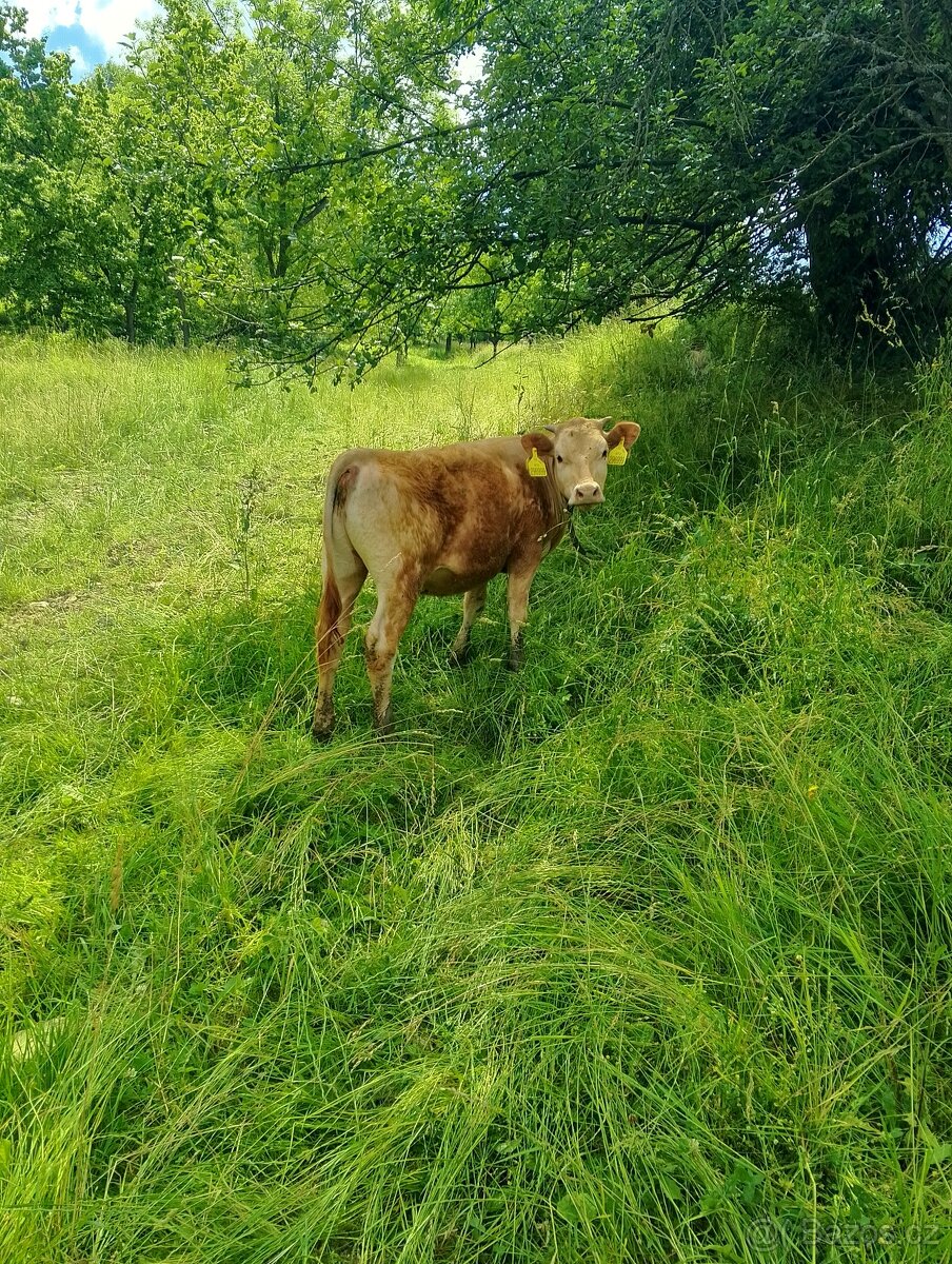 Prodám jalovice