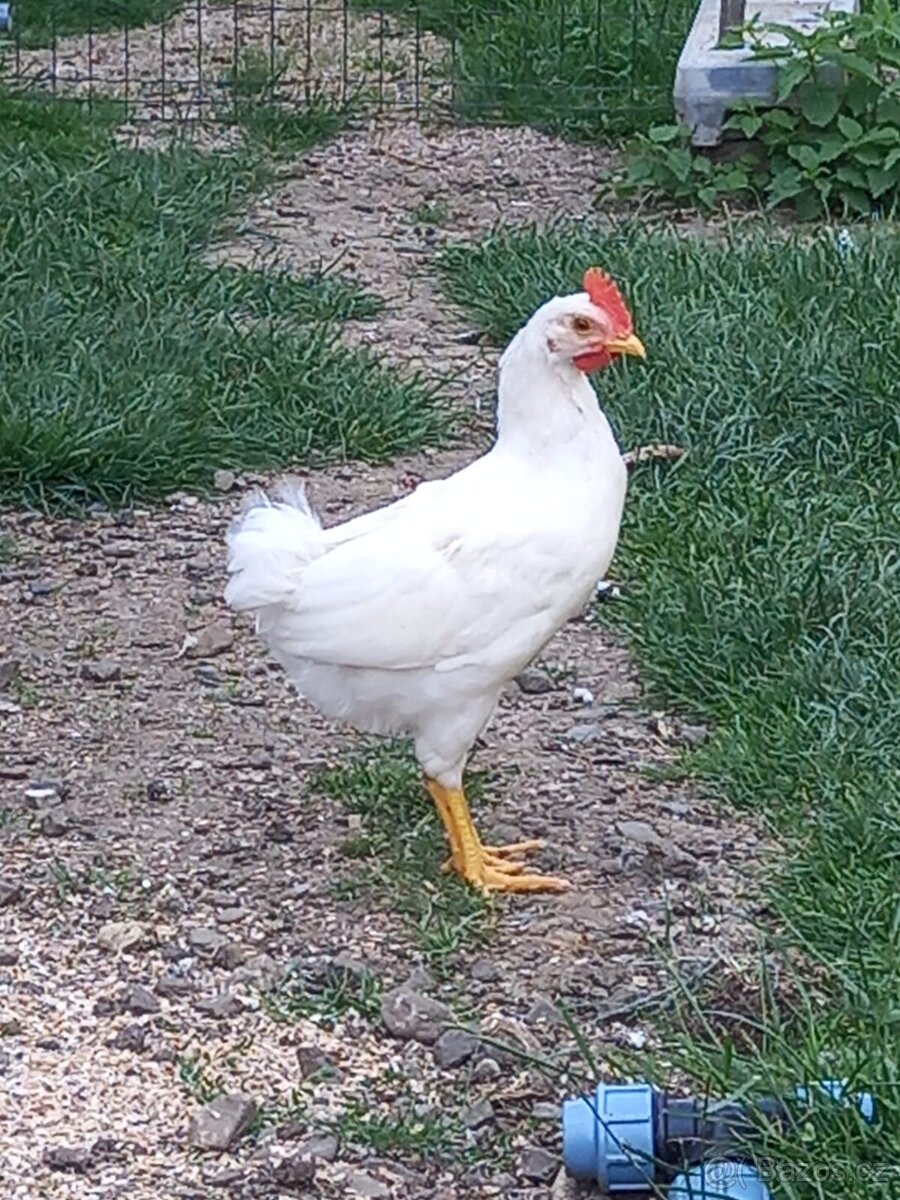 Kohout