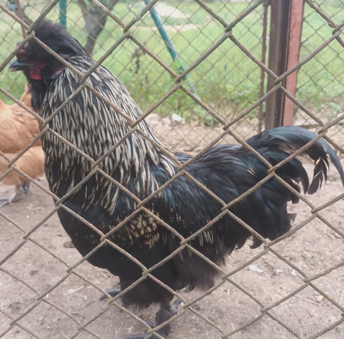 Kohout hedvábničky