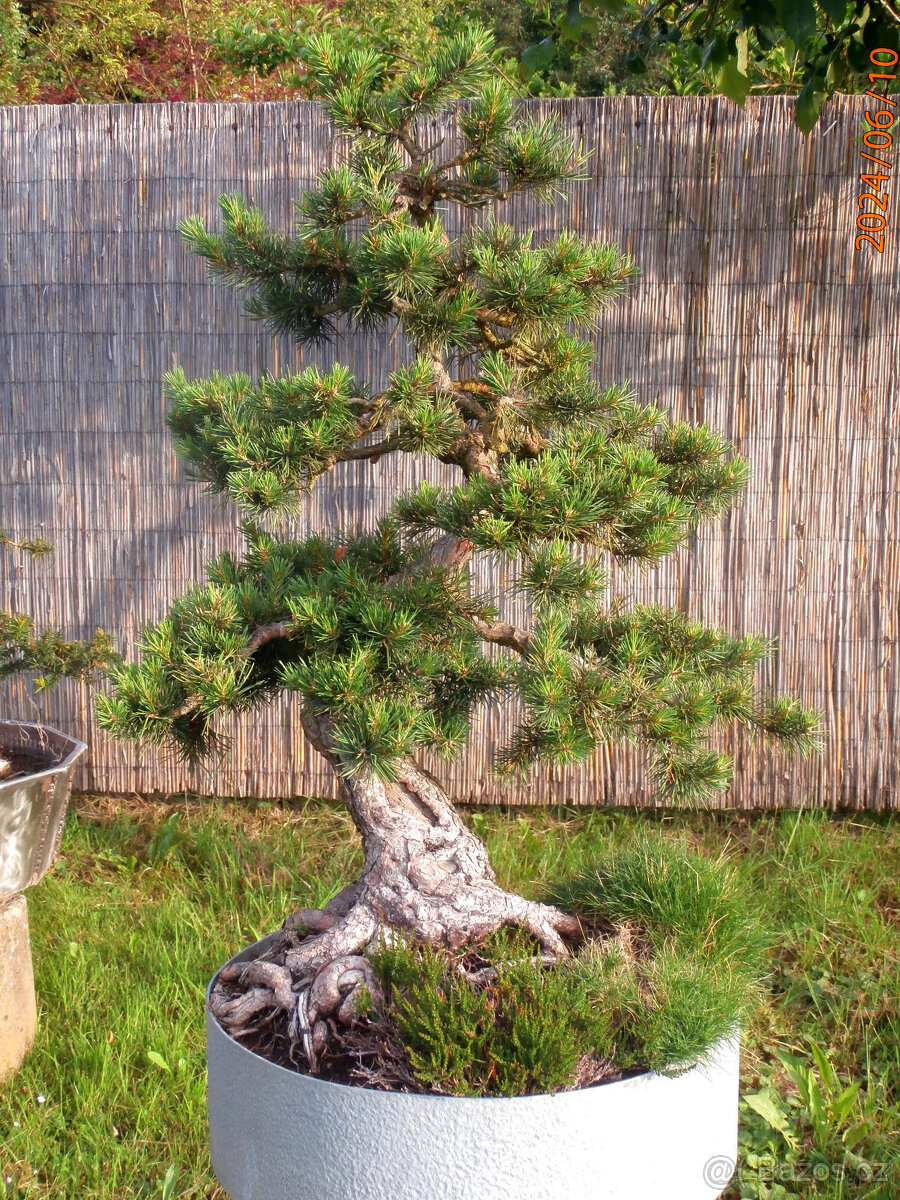 Bonsaj - Borovice, Pinus sylvestris