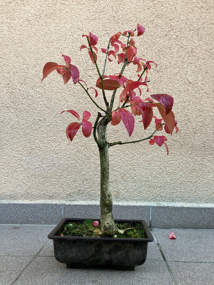 Bonsai, Bonsaj, jamadori, brslen evropský
