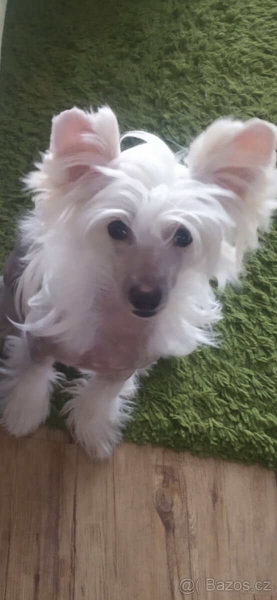 Čínský chocholatý pes