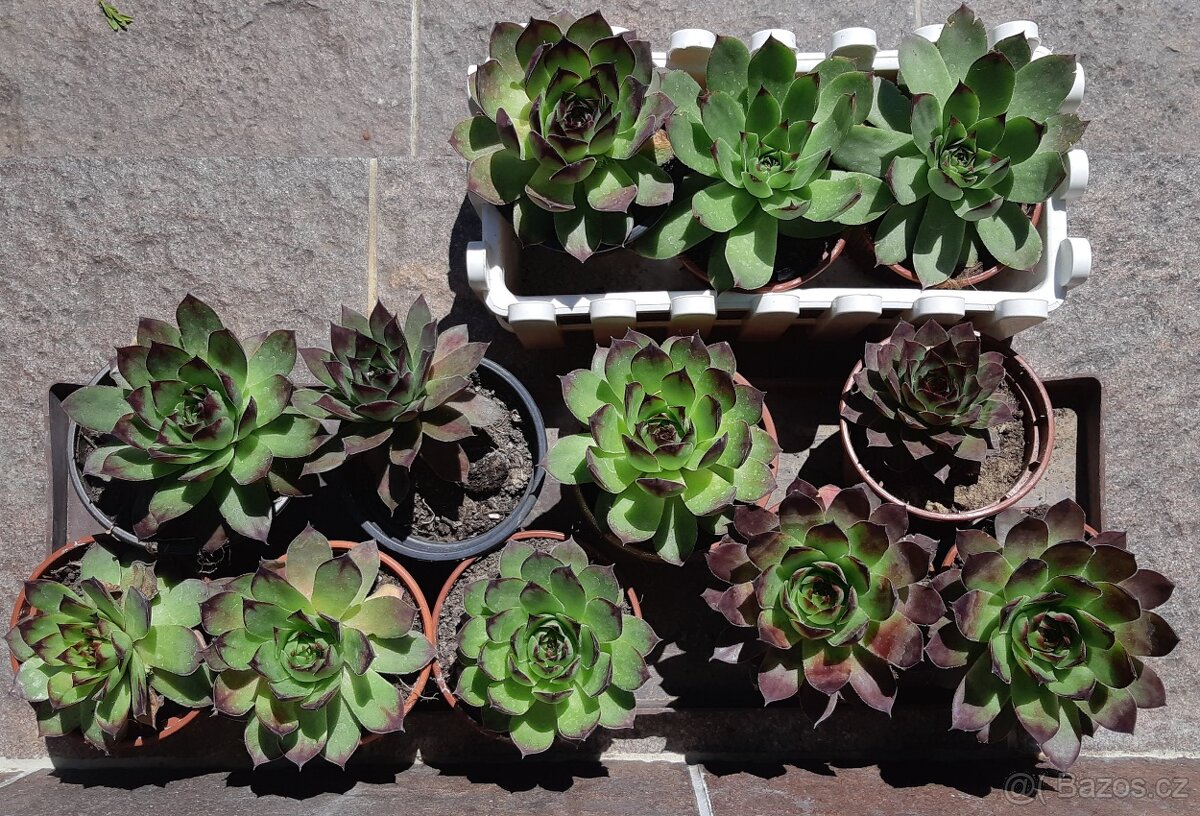 Prodám velké netřesky.10,-kus