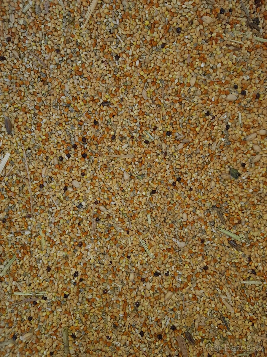 Slunečnice černá Proso