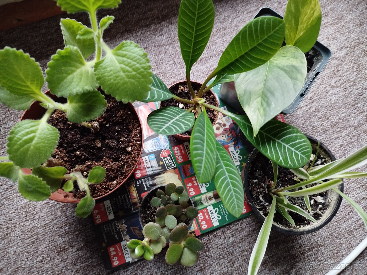 Mix pokojových rostlin 2