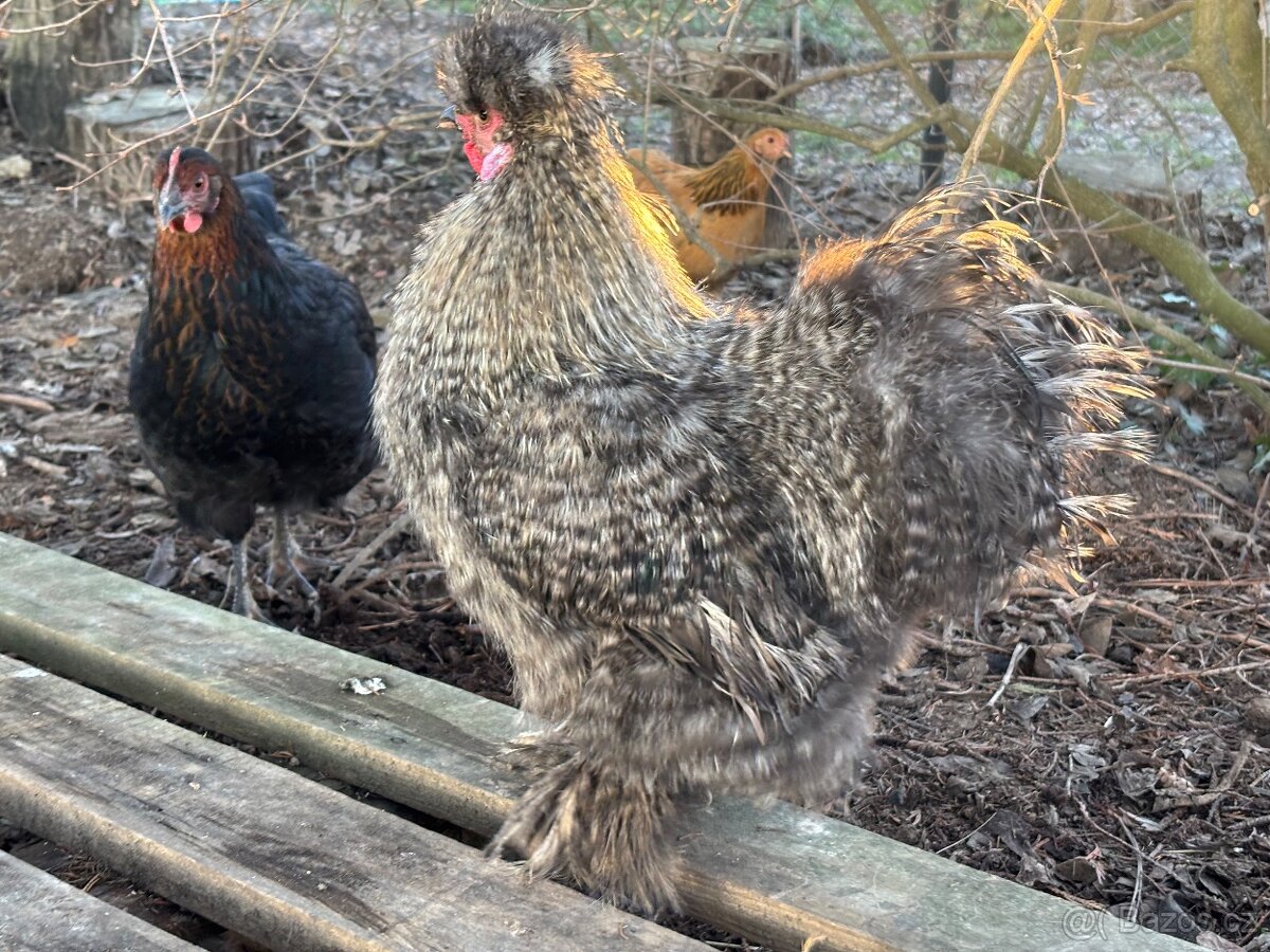 Daruji hedvabnicky velke - kohouti