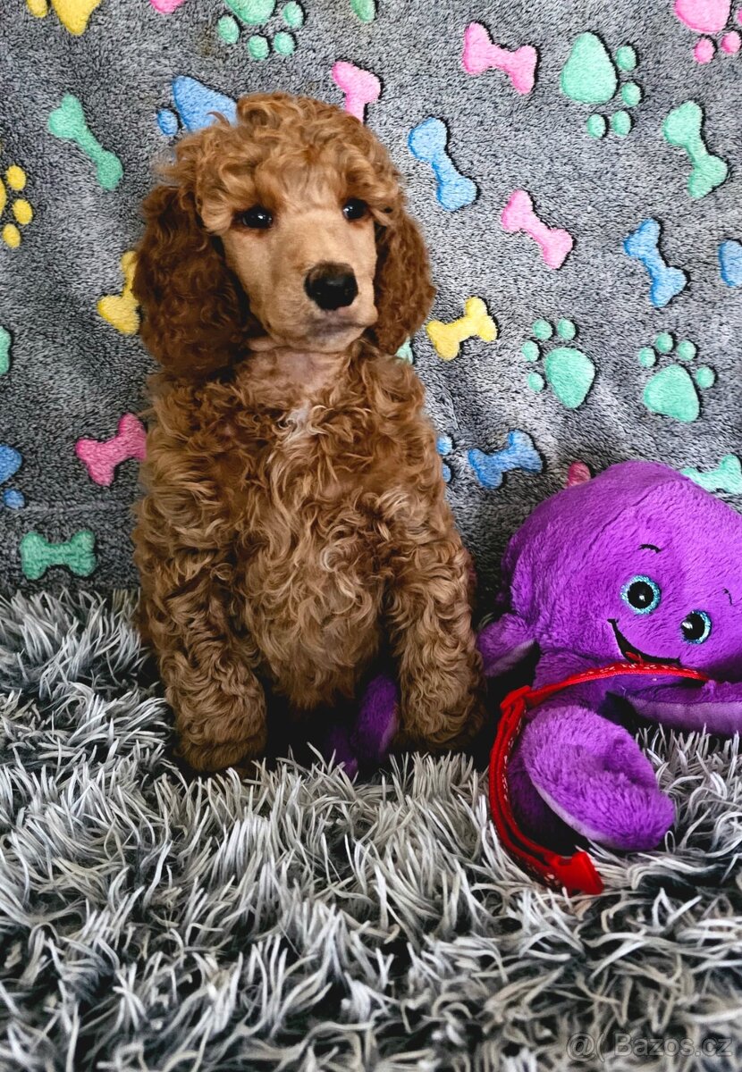 Pudl Královský-Fawn