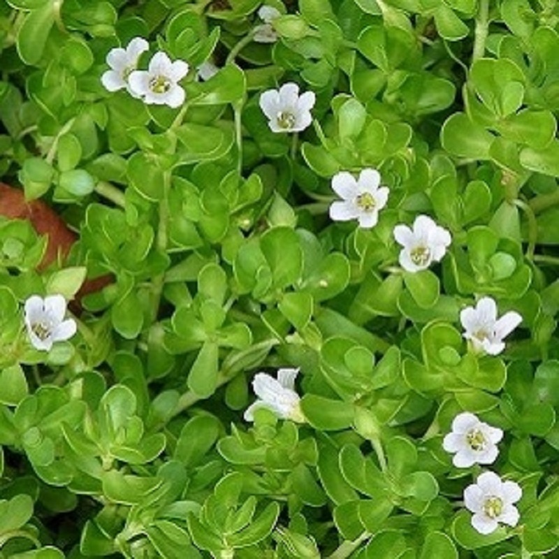 Brahmi, Bacopa Monnieri (Léčivá rostlina)
