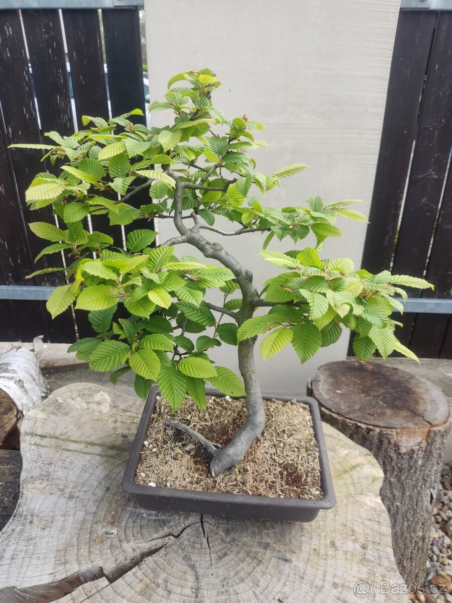 Bonsai yamadori Carpinus betulus habr obecný 3