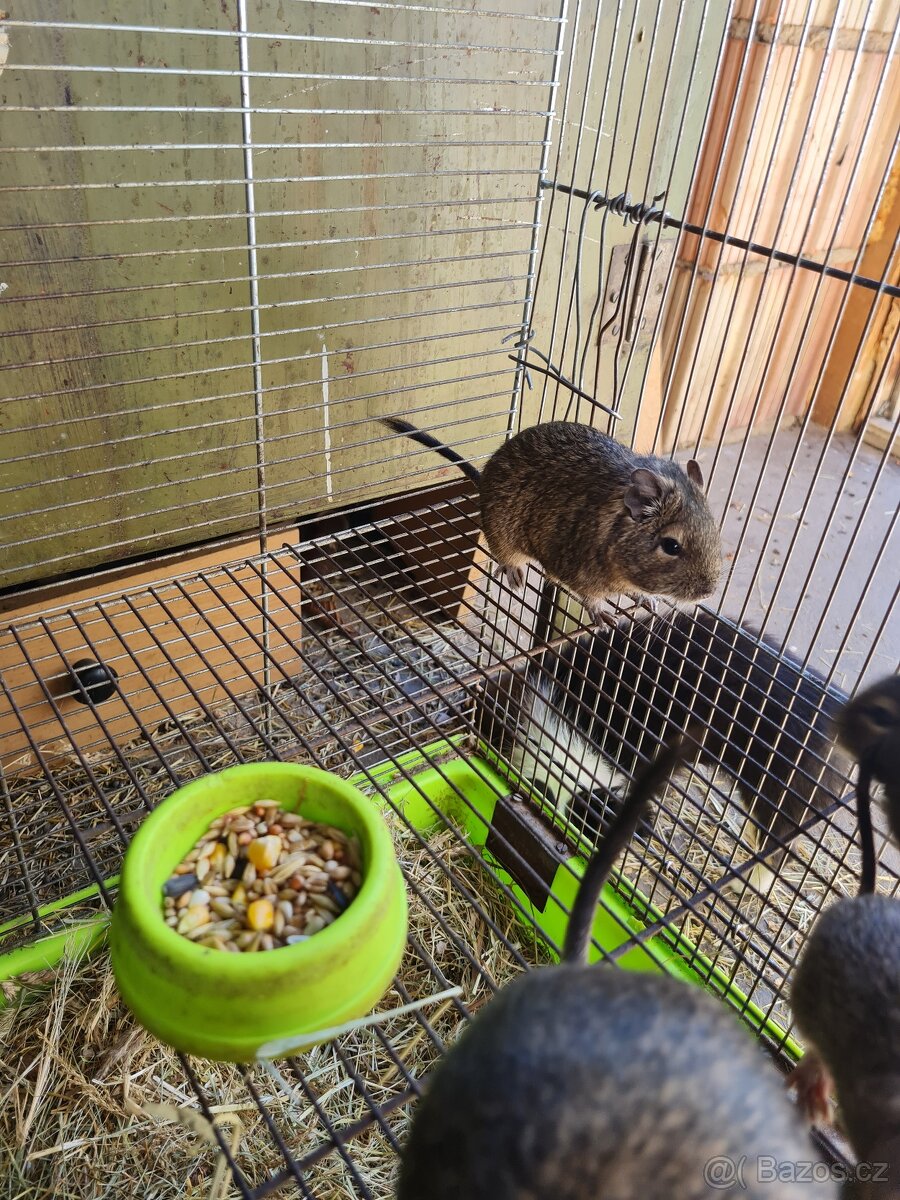 Osmák degu