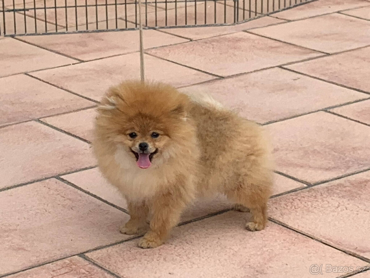 Pomeranian