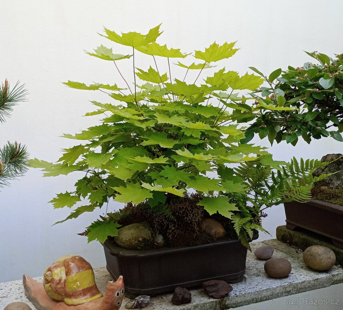 Javor mléč bonsai