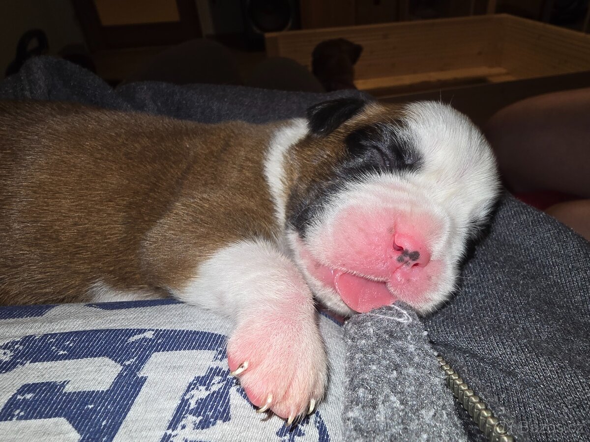 štěňátka německý boxer s PP/FCI