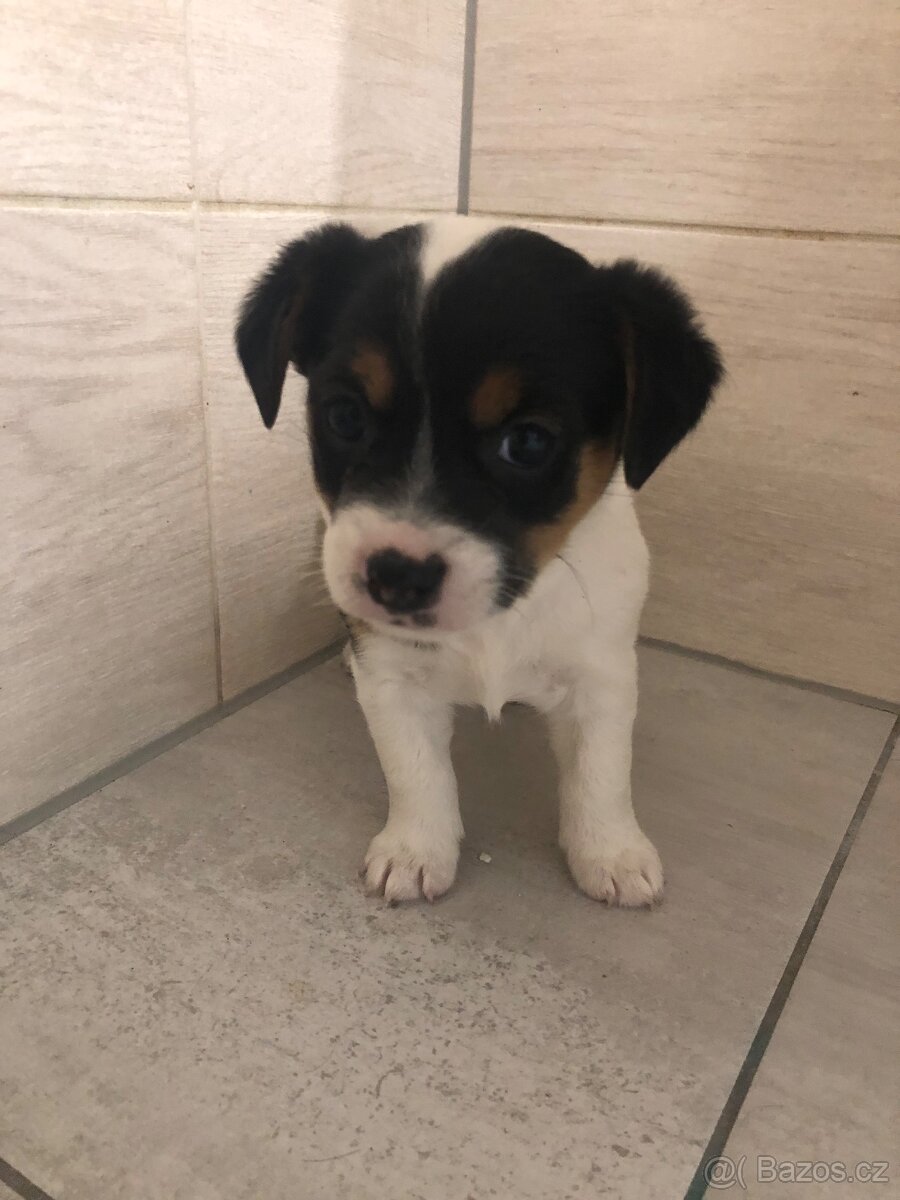 Jack Russell Teriér