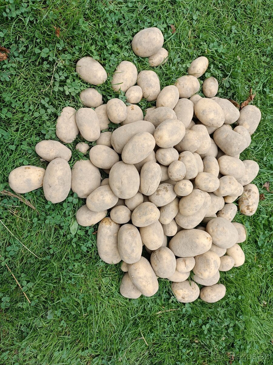 Brambory