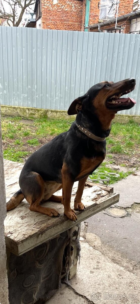 Fenečka kříženec jezevčíka