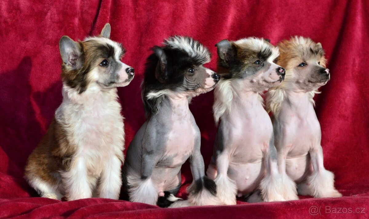 Čínský chocholatý pes s pp