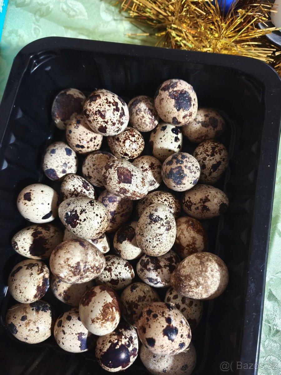 Křepelčí vajíčka